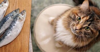 Omega-3 pre zvieratá